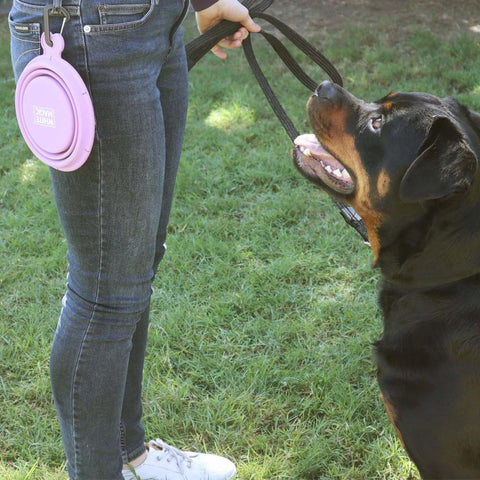 White Magic Pet Care Collapsible Travel Bowl