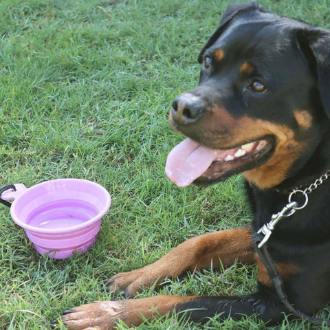 White Magic Pet Care Collapsible Travel Bowl