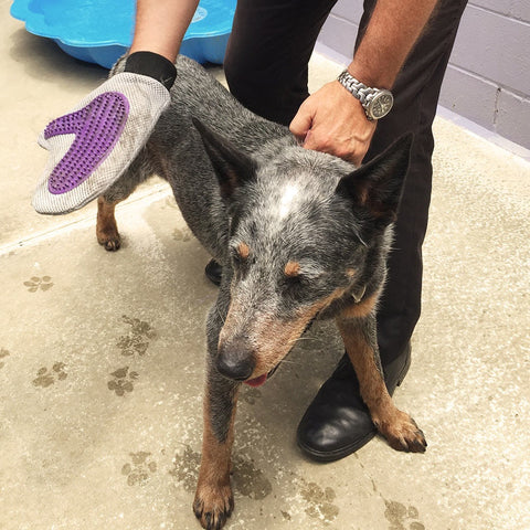 Pet Care Grooming Glove