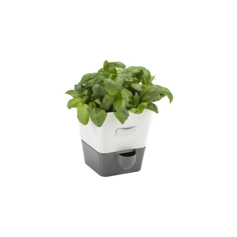 Self Watering Herb Keeper - Single